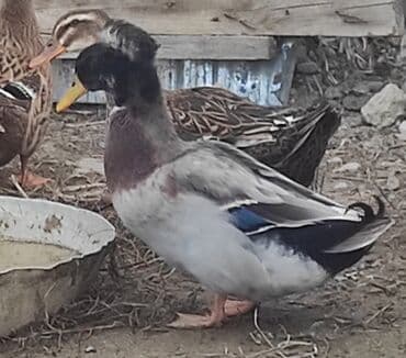 ördək haqqında məlumat: Salam 1 yaşıl baş kəkilli, 2 sona 1 ri kəkilli satilir qiyməti 60 AZN — 9