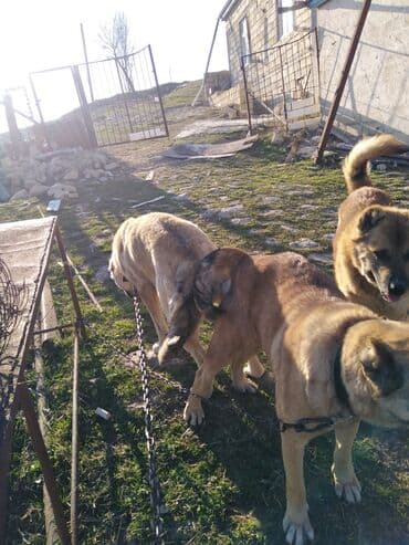 Qurdbasar, 9 ay, Dişi, Ünvandan götürmə, Ödənişli çatdırılma