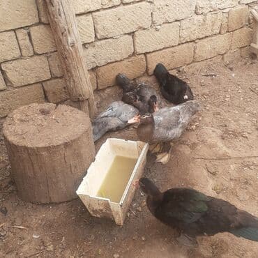 kayuqa ordək: Lal ördəklər macar sortu zümrüdü mirvari göy rəng balalarda satılır — 9