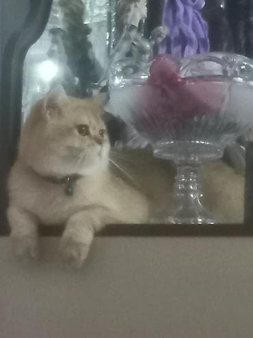 golden şinşila: Qızıl şinşilla — 3