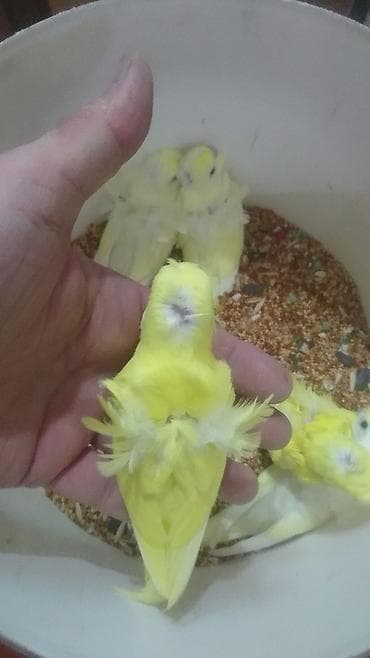 doberman balasi satilir: Yanaqsiz karellalar və yaponi̇clər satişdadi
yaponiclər cüt 80 azn — 9