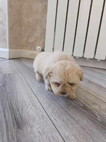 pitbul sekilleri: Pudel, 2 ay, Erkek — 4