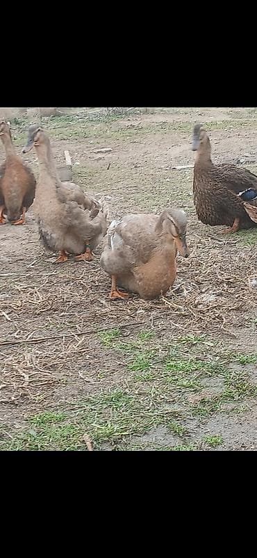 Mal-qara: 15 gunluk Ruan ordey balaları satilir Blue var hemde Saksonu blue ve — 2