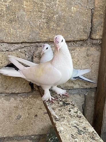 feniks quşu: Hazır cütdüler erkey badam leleydi maya çılpaq dı tutulmadı ikside — 3