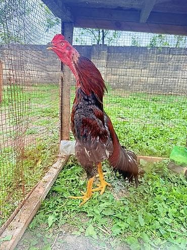 Endirim olacaq 0504641393 Məhsul: Uzunboylu oyun cinsli xoruz Təsvir