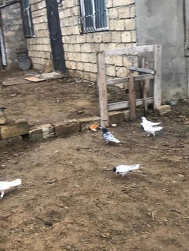 bülbül quşu: Salam tegizildilme quşlar satılır balalar balaca olduğuna gore quwxana — 2