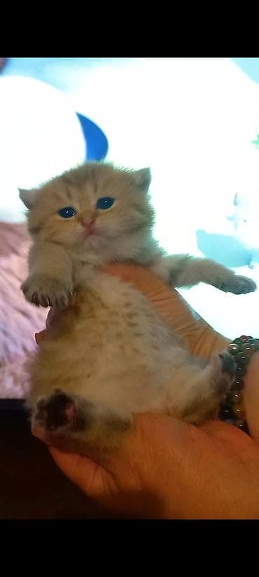 keçi: Britan, Erkək, Yaxşı əllərə, Ünvandan götürmə — 3