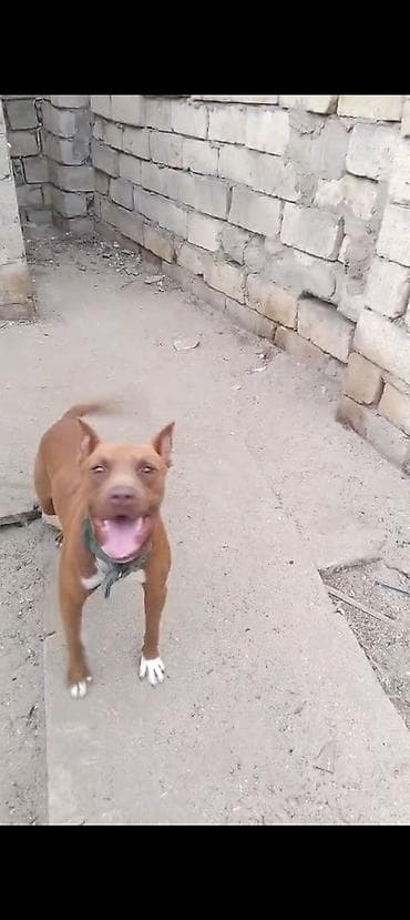 it ucun bellik: Pitbul — 4
