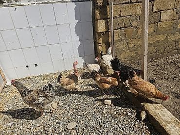 ördək balası və cücə: Toyuq, Yumurtalıq — 7