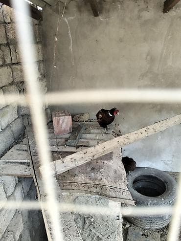 Mayalı Qrqovul yumurtasi satilir Təsvir: - Fotoşəkildə göstərilən