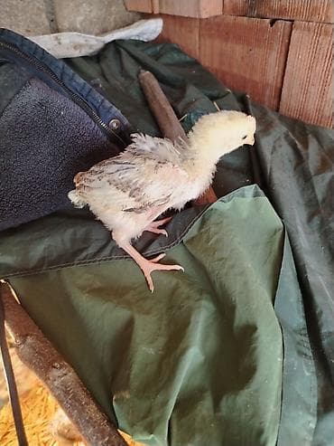 azərbaycan whatsapp qrupları: 1aylıq kənt cucələri cıxdı satışa xacmazdadı reyal adam zakaz verə — 7