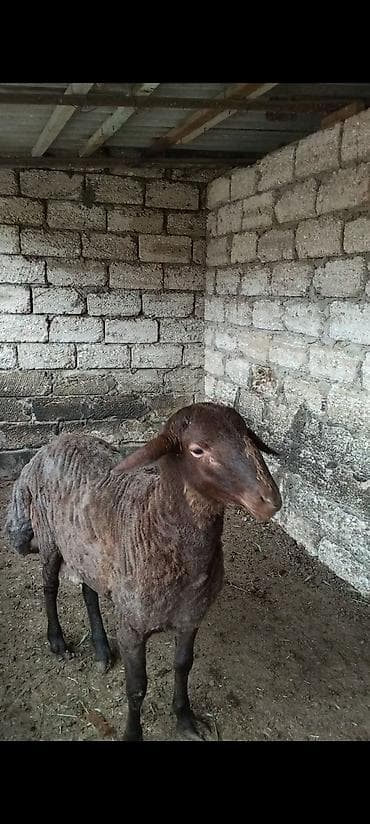 mal qara: Salam qardaşlar temiz qan damazlıq Erkey toğlu satılır 1 yaşı var — 1