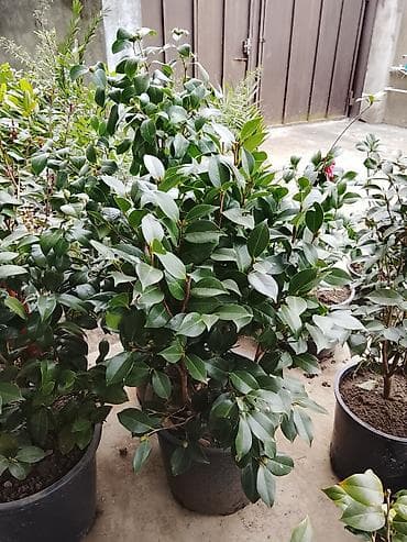 gül: DEKROTİV EV VƏ HƏYƏT GÜLLƏRiNiN AĞACLARIN SATiŞi Lənkaran dan Bütün — 2