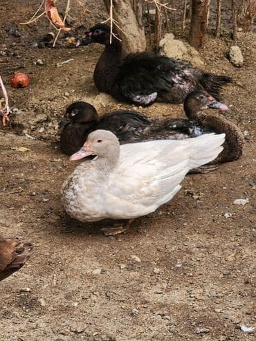 hələb keçisi haqqında məlumat: Lal ördəklər satılır ağır çəki yığan cinslərdir təmiz krasnadar macar — 1