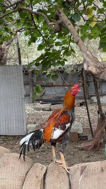 ayagi tuklu toyuqlar: Xoruz, il: 2 — 1