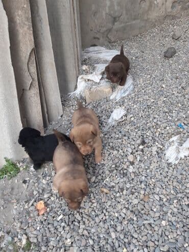 afcarka bala: Zvonok — 6