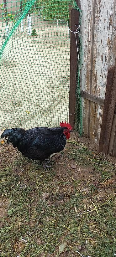 Məhsul: Qara xoruz 1 ədədi 60 manat.8 aylıq.Cavandır. Təsvir: - Tam