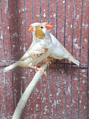 cennet qusu: Amadin quslari. saglam 2 cut izabel mutasya zebra amadin cut 60 manat — 6