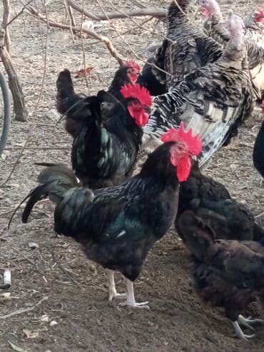 Məhsul: Astroloq xoruzlar Təsvir: - Təmiz cins astroloq xoruzlar. - — 4