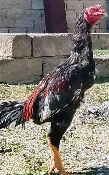 Xoruz, Heyratı, il: <1, Ünvandan götürmə