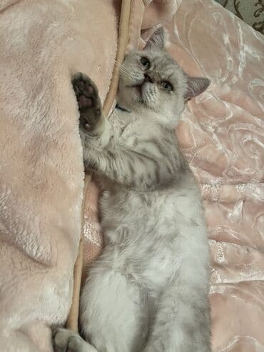 böyüməyən pişik: Britan, Erkək, Yaxşı əllərə — 1