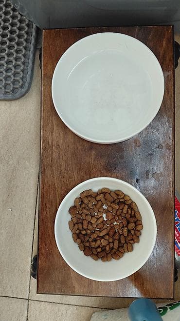 wotland pişiyi: Britan, Erkək, Yaxşı əllərə — 6