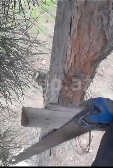 Salam. Bağban olaraq işləyirəm. İşdən sonra evlərə gedərək xidmət