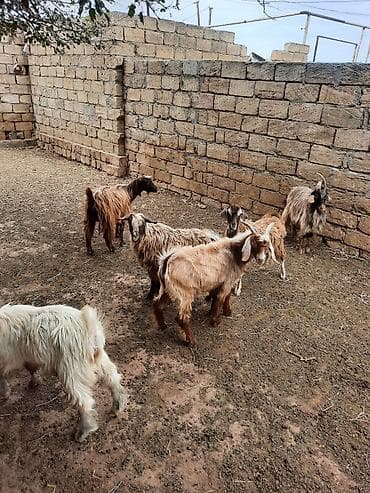 keçi: Cins: yerli uzun tüklü keçilər Məhsul: çoxsaylı keçi sürüsü — 2