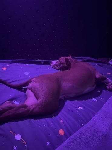 Digər heyvanlar: Pitbul, 10 ay — 1