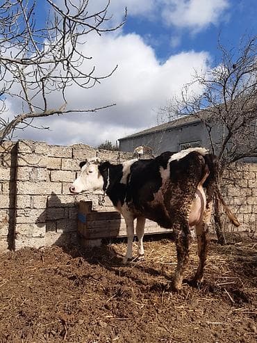 cins inək: Salam temiz ağkirpiy birinci qarina duye di disi balasivar 15 14 — 8