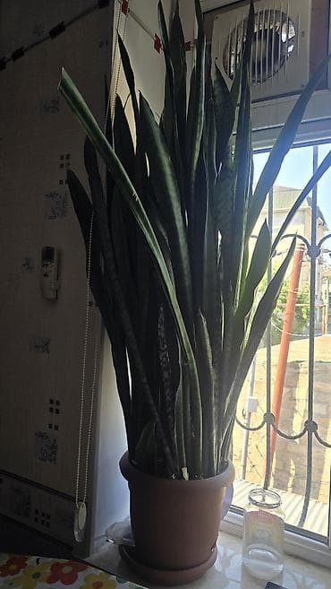 otaq bitkisi: Bitki: Sansevieria trifasciata (Qayın diləyi, “Snake Plant”) Tip — 2