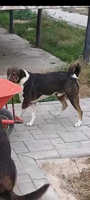 Erkek lalafo.az -da Erkek