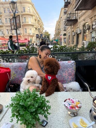 toy budel: Pudel, 3 ay, Erkek, Peyvəndli, Ünvandan götürmə — 27