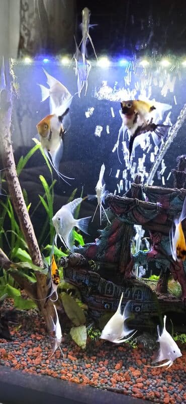 balıx: Mələk balığı (skalyari), Sülhsevər — 5