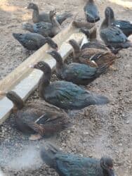 Коровы, быки: Zümrüd xoruz 40 manat bala xoruzlar 30fərələr 20 manat — 2