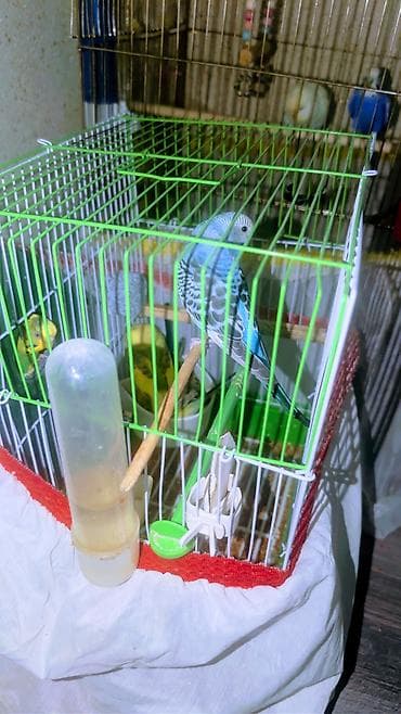 11 PAPUQAY 7 DİSİ BALADİ 2 AYLİQDİLAR HAZİR CUTLERDİ 2 QƏFƏSLƏ