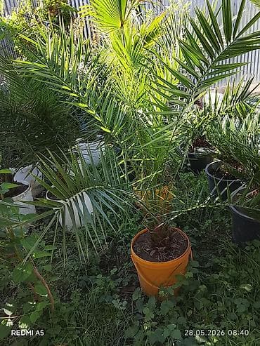 komputer ekran sekilleri: 📲 050 590 41 46 _ Gül🌴Ağaclarin Lənkərandan🚚BütünBolgələrə super — 9