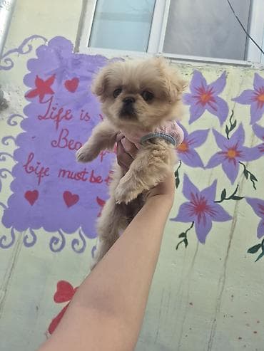 İtlər: Pekines, 3 ay, Dişi, Peyvəndli, Ünvandan götürmə — 2