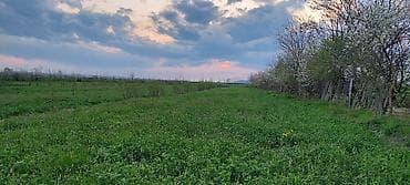 kiraye hovuzlu evler: 200 sot, Kənd təsərrüfatı — 2