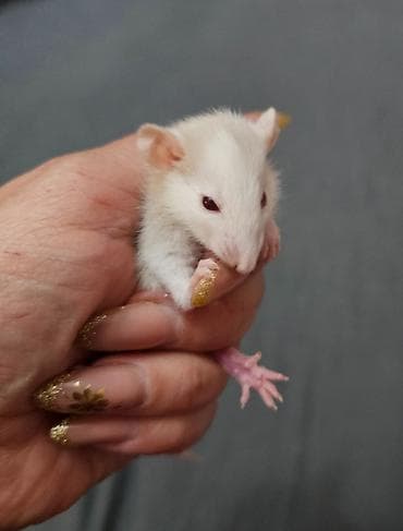 Кошки: В продаже имеются декоративные крыски. Породы Дамбо и Хаски. Есть — 4