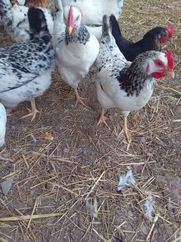 Yumutlayan sebrist toyuqlar satilir 9 ayliq dilar tam saglam lalafo.az -da Yumutlayan sebrist toyuqlar satilir 9 ayliq dilar tam saglam