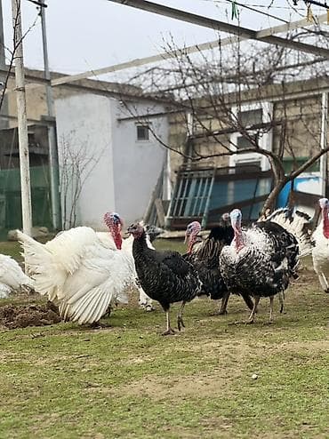 K/t heyvanları üçün mallar: Erkək, Damazlıq — 5