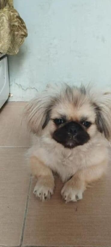 it adı: Pekines, 9 ay, Dişi — 2