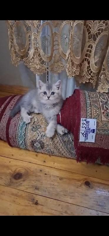 qəfəs böyük: Şotland yastı qulaq — 3