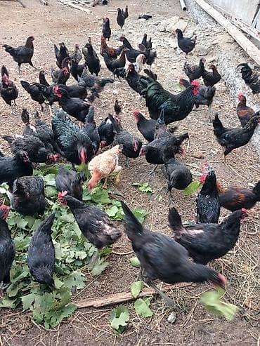 essek sudu satilir: Avstralop toyuqlarının mayalı yumurtası.Qiymət 80 qəpik — 2