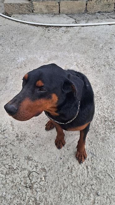 ov iti cinsleri: Doberman, Erkek — 3