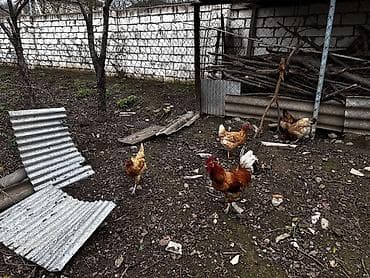 hinduska balasi satilir 2019: Toyuq, Damazlıq, Ödənişli çatdırılma — 7