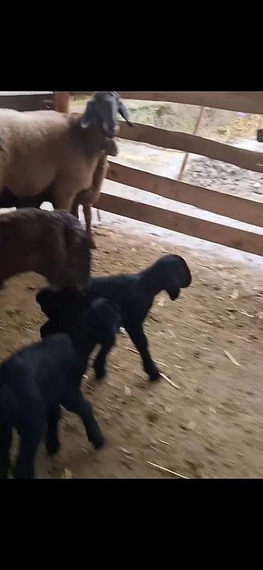 пудель в добрые руки: Məhsul: Qoyun sürüsü – ana qoyunlar və quzular Təsvir: - Yerli — 9