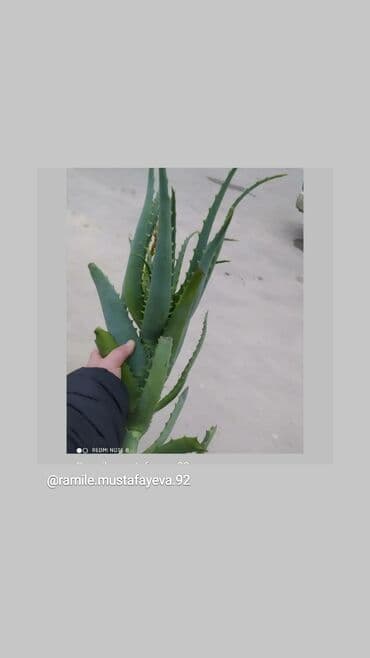 Aloy lalafo.az -da Aloy