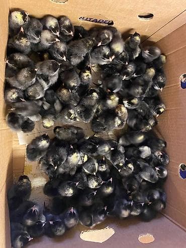 bildircin cucəsi: Toyuq cücələri, Ətlik — 1